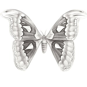 Original drawing Atlas Moth | Etsy