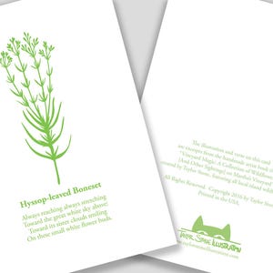 Hyssop-leaved Boneset Flower Card with Poem