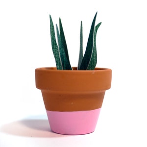 Potted Paper Sansevieria Plant Snake Plant image 1