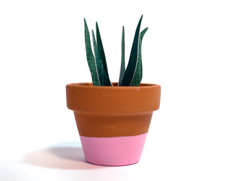 Potted Paper Sansevieria Plant Snake Plant image 1