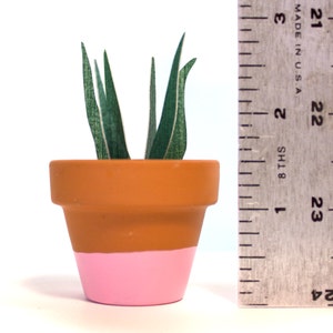 Potted Paper Sansevieria Plant Snake Plant image 4