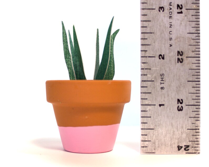 Potted Paper Sansevieria Plant Snake Plant image 4