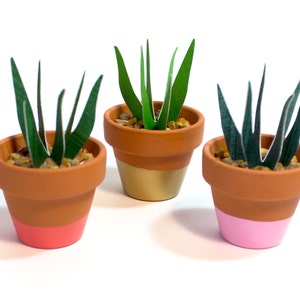 Potted Paper Sansevieria Plant Snake Plant image 3