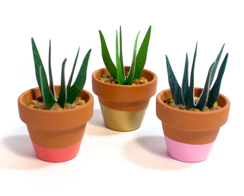 Potted Paper Sansevieria Plant Snake Plant image 3