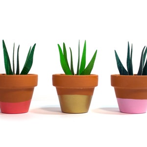 Potted Paper Sansevieria Plant Snake Plant image 2