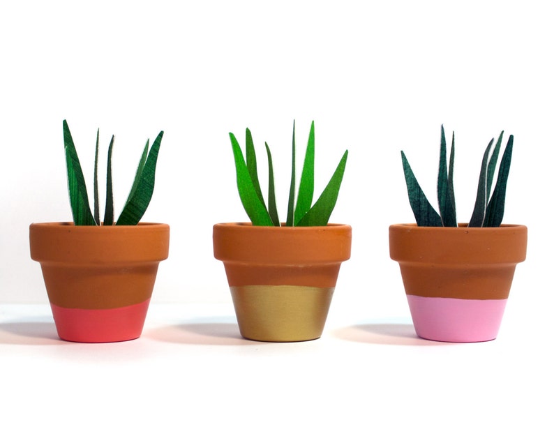 Potted Paper Sansevieria Plant Snake Plant image 2