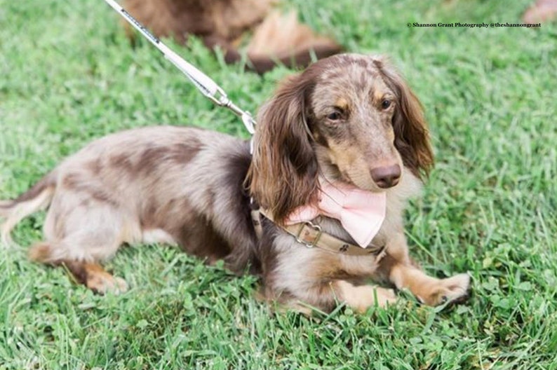 Dog Wedding Ring Bearer Bellini Optional Collar and Leash Peach Layered Dog Bow Tie