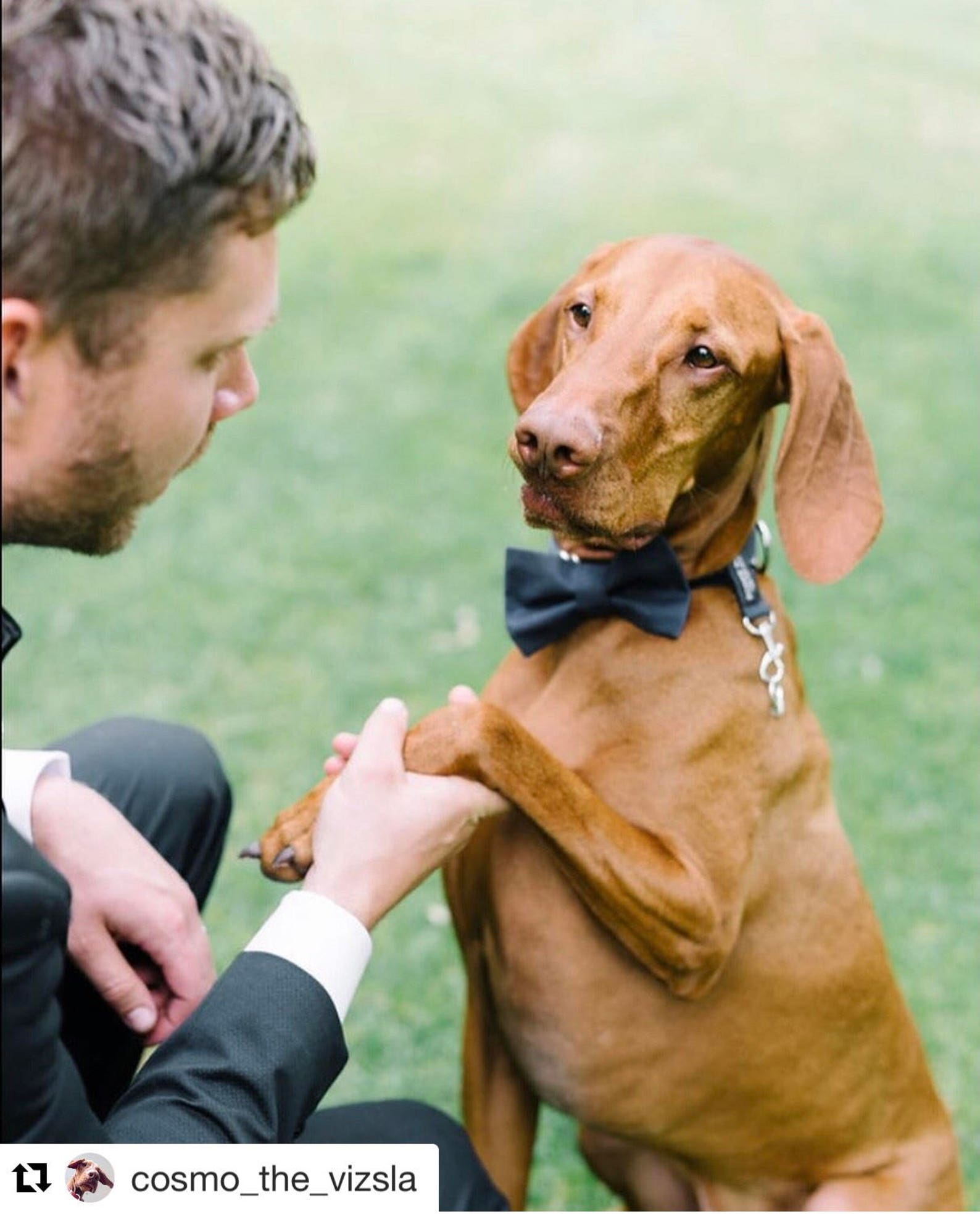 Original Dog Ring Bearer Ring Holder ATTACHMENT ONLY Secure Etsy