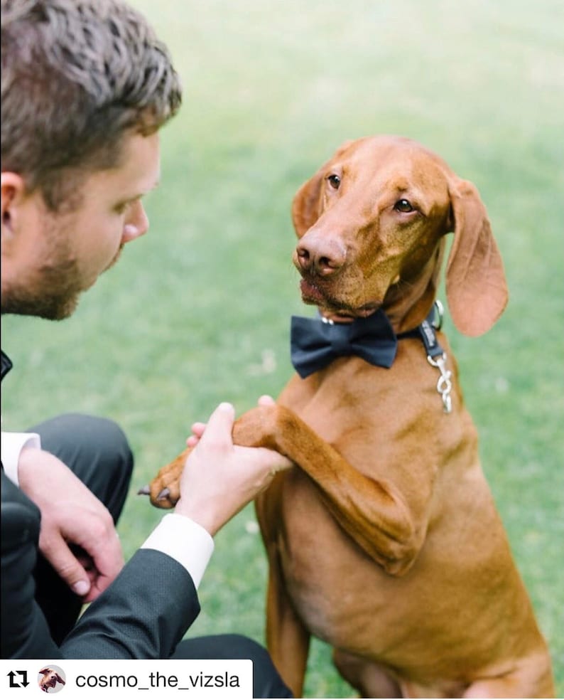 Original Dog Ring Bearer Ring Holder ATTACHMENT ONLY Secure Removable Attachment Wedding Dog