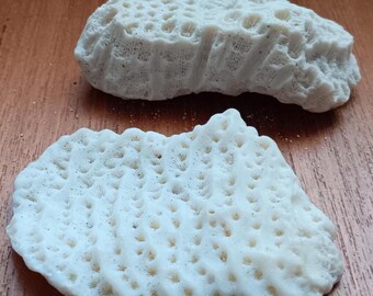 Brain Coral Fossils | Beach & Nautical Home Decor