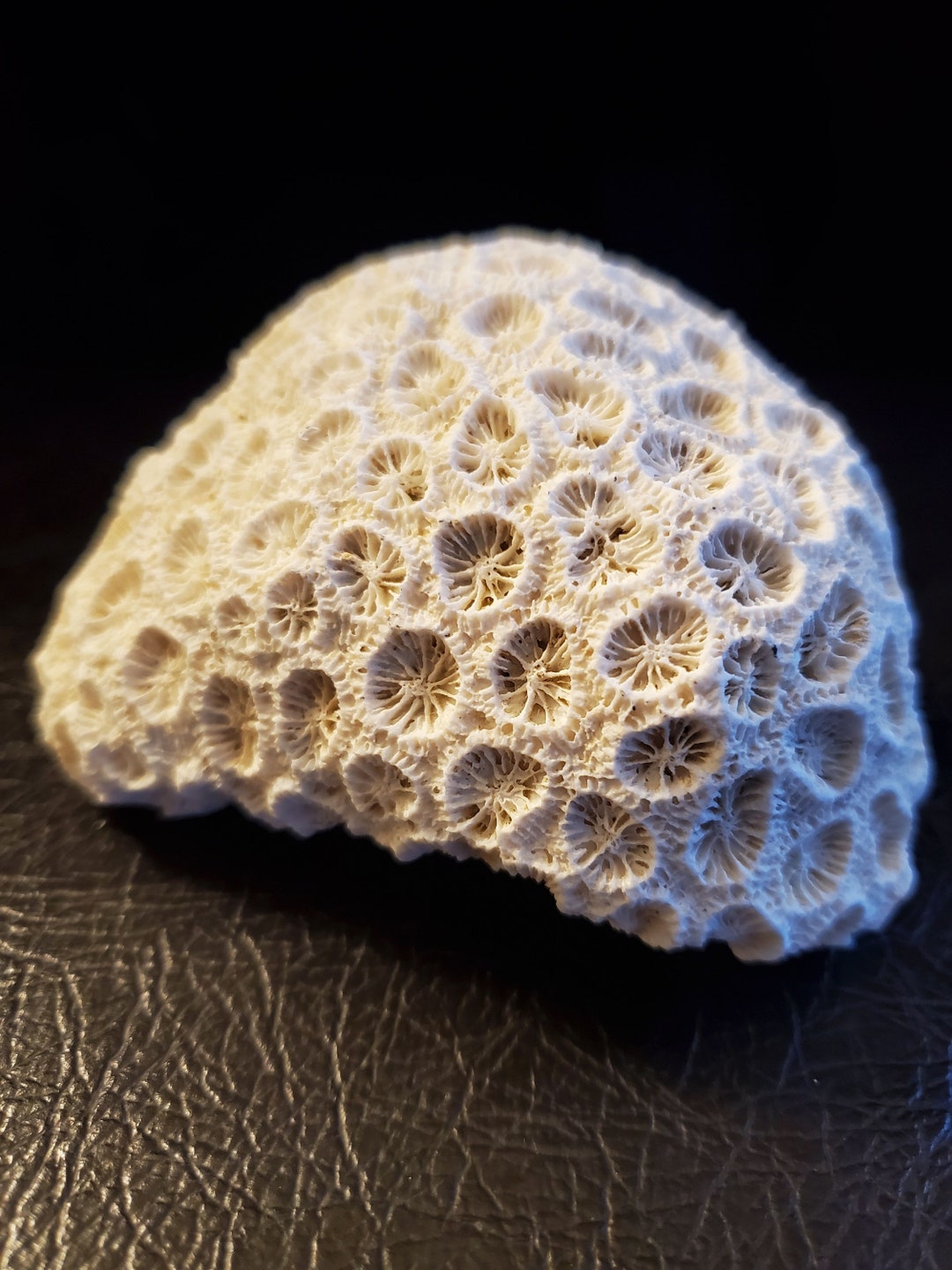 Brain Coral Fossil Perfect Beach Themed Home Decor Free Etsy