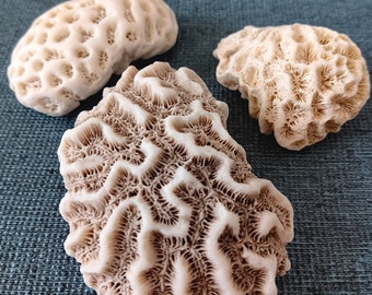 Coral Fossils 3 Pieces Perfect for Beach Themed Home Decor Free Shipping