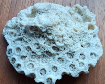 Coral Fossil | Beach House Nautical Decor, Vintage Collection