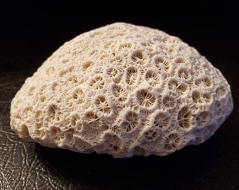 Brain Coral Fossil Perfect Beach Themed Home Decor Free Shipping