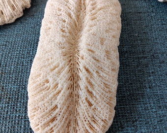 Coral Fossils 4 Pieces Perfect for Beach Themed Home Decor Free Shipping