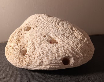 Brain Coral Fossil 6.5 Inch Long Perfect Beach Themed Home Decor Free Shipping