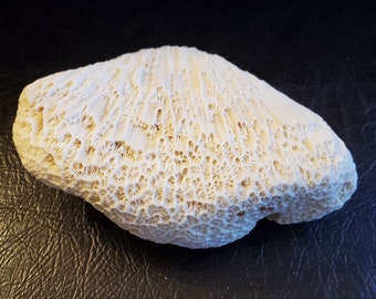 Brain Coral Fossil Perfect Beach Themed Home Decor Free Shipping