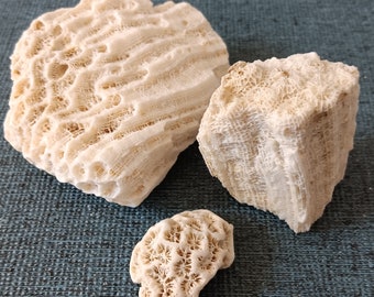 Vintage Coral Fossils, Beach Home Decor, Set of 3