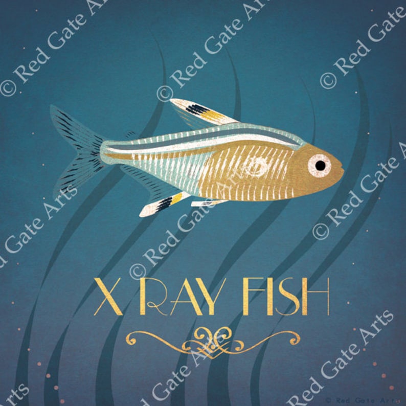 x ray fish print animal alphabet art deco vintage undersea etsy