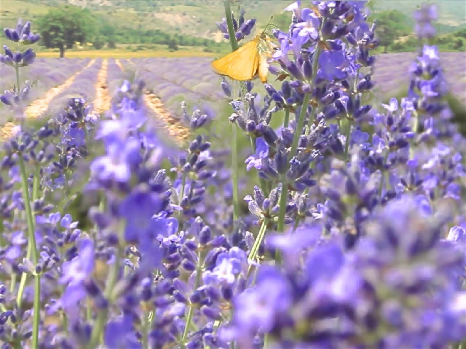 Silk eye pillow hand dyed with plants in pale pink French Etsy