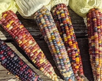 Heirloom Glass Gem Corn Seeds - 25 seed packet Non-GMO