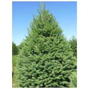 May include: A lush, green evergreen tree with dense foliage, set against a clear blue sky. The tree's needles are a vibrant green, creating a full, conical shape. The image captures the tree in a natural outdoor setting, showcasing its healthy growth.