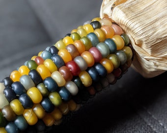 Heirloom Glass Gem Corn Seeds - 25 seed packet Non-GMO