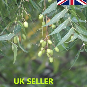 Pure Sun-dried NEEM LEAVES Powder 100g