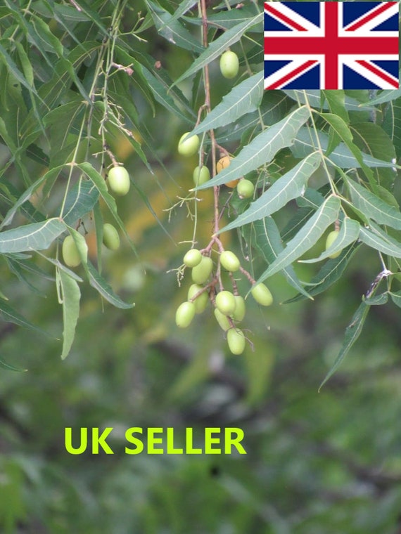 Pure Feuilles De Neem Séchées Au Soleil Poudre 100G | Etsy France