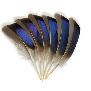 50 pcs BULK Mallard Duck Wing Feathers 4-5" Natural Duck Loose Wholesale Cochettes Bulk Feathers