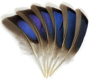 50 pcs BULK Mallard Duck Wing Feathers 4-5" Natural Duck Loose Wholesale Cochettes Bulk Feathers