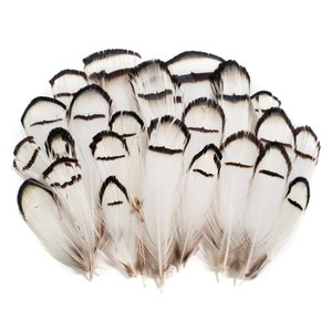 1 Pack - Iridescent Green Bronze Lady Amherst Pheasant Plumage Tippet  Feathers 0.10 Oz.