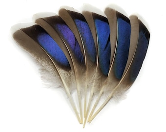 10 pcs Mallard Duck Wing Feathers 4-5" Natural Duck Loose Wholesale Cochettes Bulk Feathers