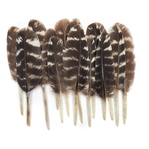 50 Pieces - Natural Barred Wild Merriam Turkey Rounds Wing Quill Wholesale  Feathers (Bulk)