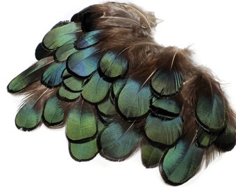 50 pcs BULK Green Lady Amherst Pheasant Feathers 1-3" Small Body Plumage Loose Feathers