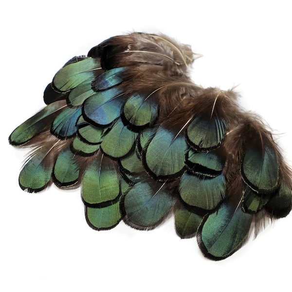 50 pcs BULK Green Lady Amherst Pheasant Feathers 1-3" Small Body Plumage Loose Feathers