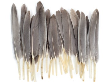 grey duck feather