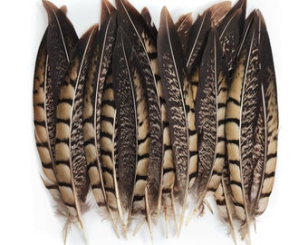5 pcs Reeves Pheasant Feathers 5-7" Natural Brown Loose Body Wing Feathers