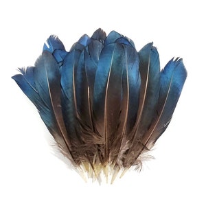 10 Pieces, 5-6" Inches, Iridescent Blue Pheasant Feathers