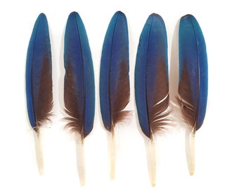 Naturally Molted, Blue Feathers, 5 Pieces, 3.5-5.5" Inches