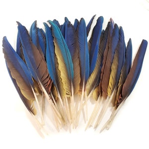 Cruelty Free, 5 Pieces, 9-13" Inches, BLUE Feathers