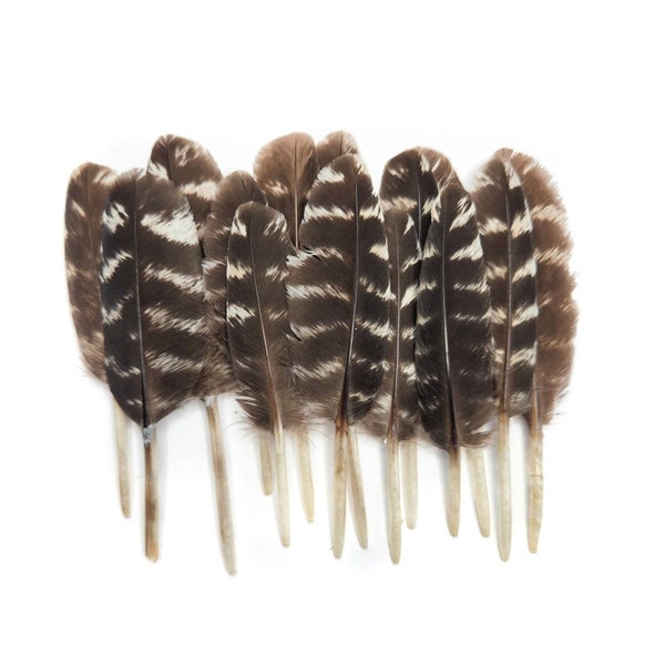 5 pcs Small Turkey Feathers 3-4" Natural Brown Loose Body and Wing Feathers