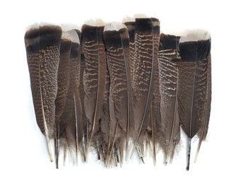 10 pcs Large Turkey Tail Feathers 8.5-12" Natural Large Wing Tail Feathers