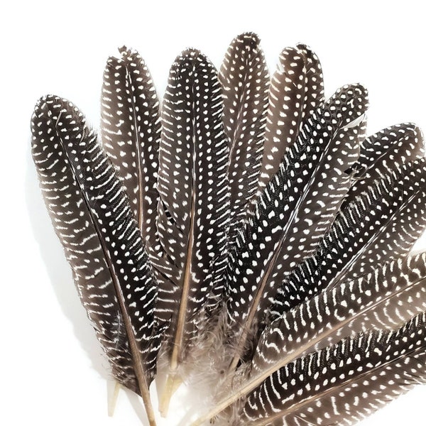 10 pcs Large Guinea Feathers 6-8" Large Polka Dot Fowl Wing Feathers