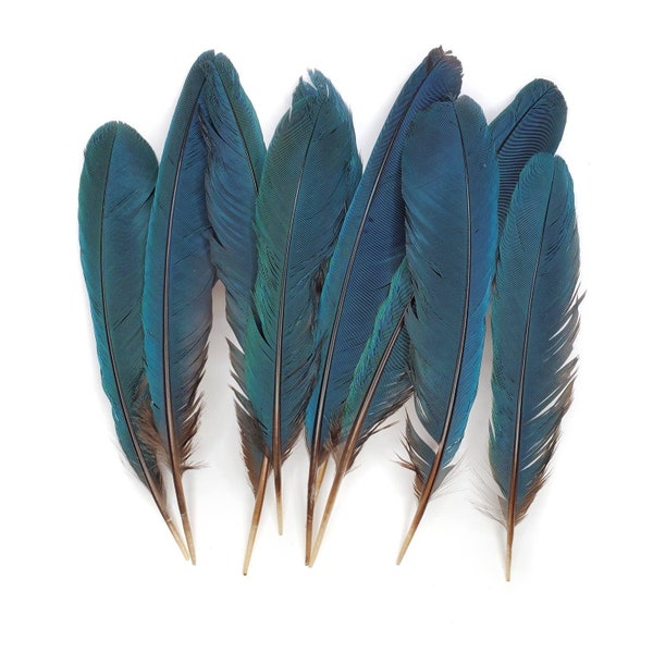 Naturally Molted, LARGE BLUE Feathers, 5 Pieces, 10-11" Inches, Fall Halloween