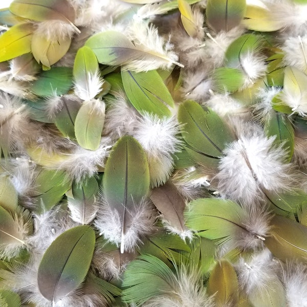 Cruelty Free, 10 Pieces, 1-2" Inches, Green Feathers