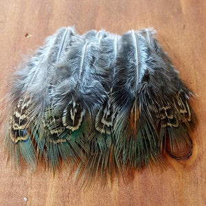 Pheasant Feathers Cruelty Free Humane Naturally Molted Real Feathers #277