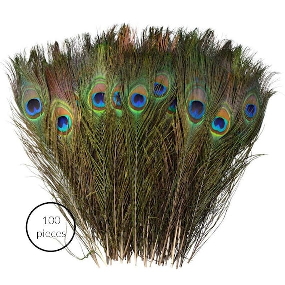 Bulk sale peacock feathers