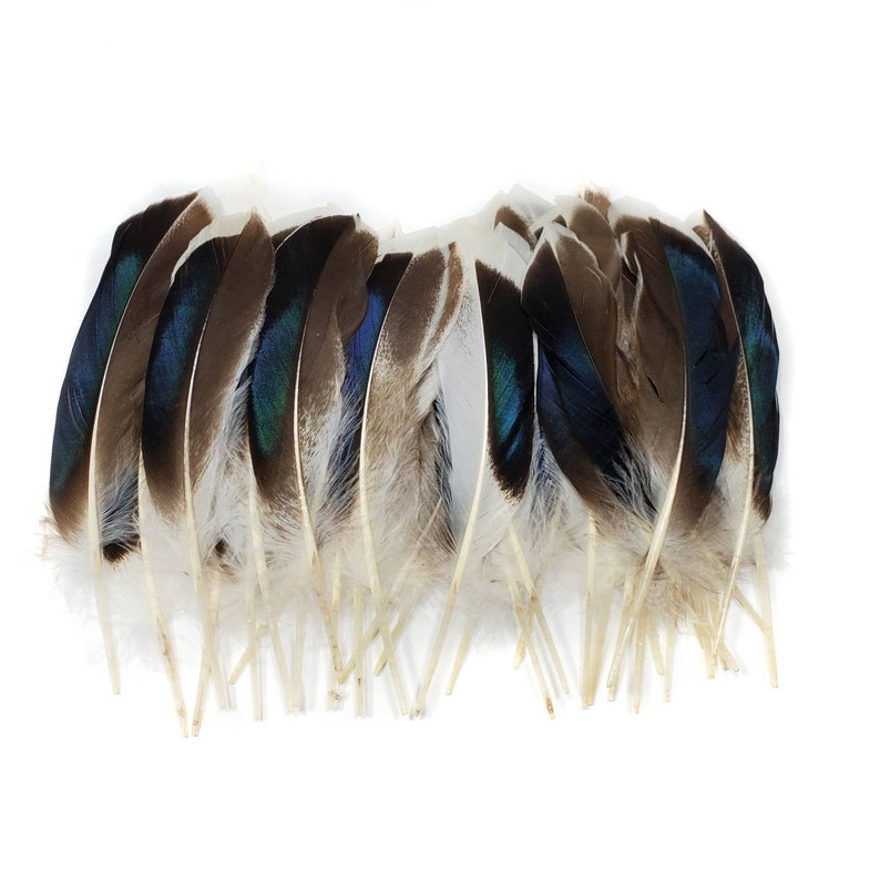 10 pcs Mallard Duck Wing Feathers 4-5 Natural Duck Loose Wholesale Cochettes Bulk Feathers image 2