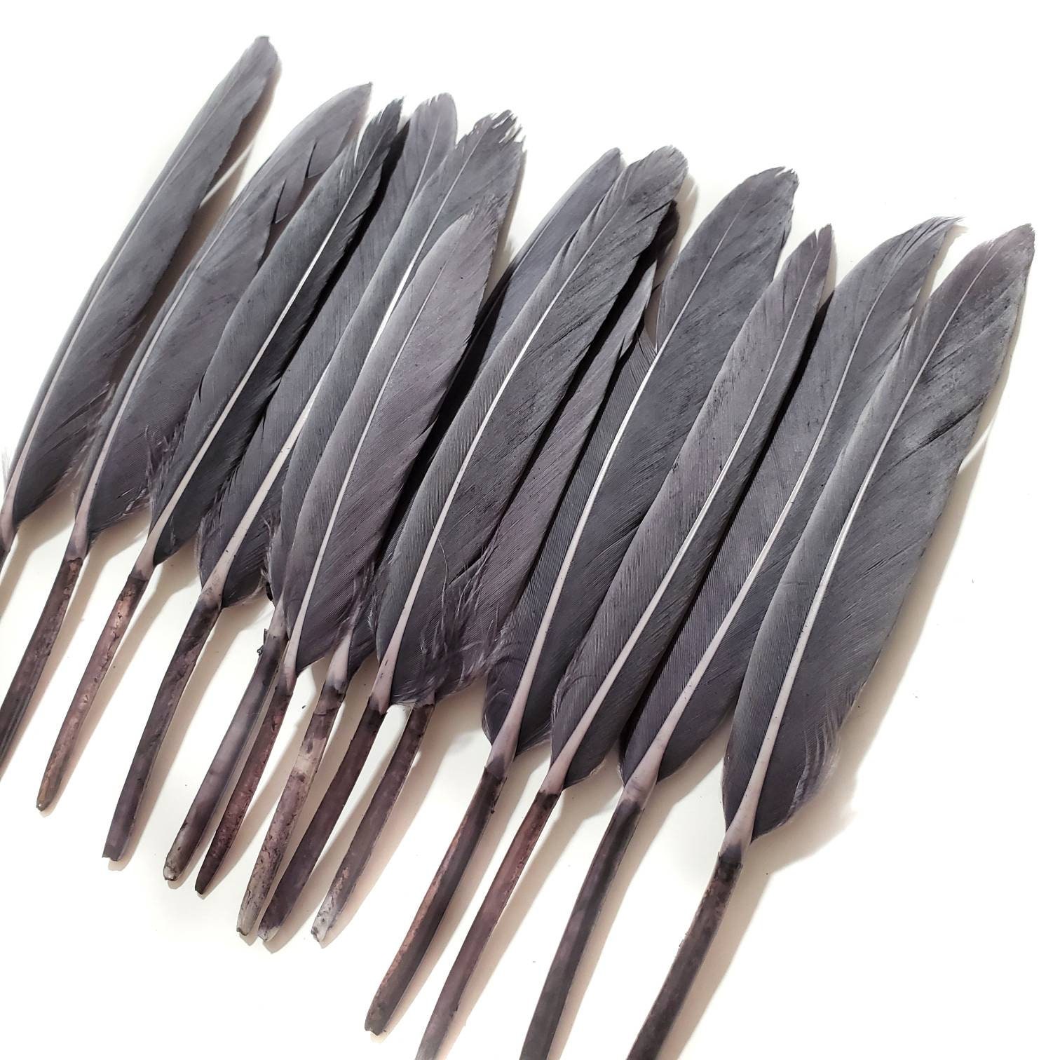 Gray Goose Feathers 10 Pieces 46 Inches Etsy